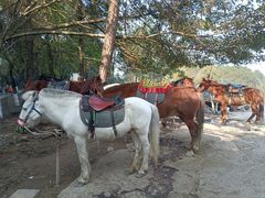 -铁山坪森林公园