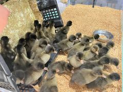 -怪兽屋·羊驼·猫咖·狗咖(俊华广场店)