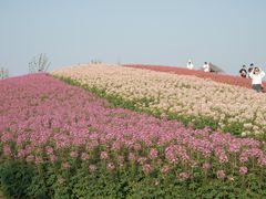 -径山花海