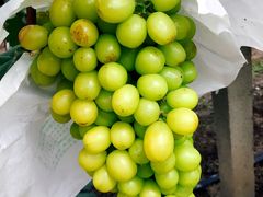 -马陆小张葡萄园农家乐