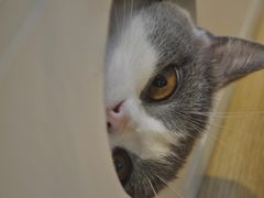 -啵啵喵·猫咖(攀华国际店)