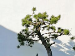 -龙华寺