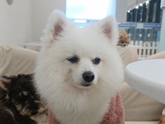 -怪兽屋·羊驼·猫咖·狗咖(俊华广场店)