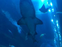 -迪拜水族馆及水下动物园