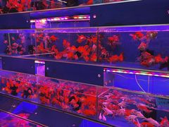 -清平路水族市场