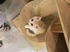 -Heymao猫咖.咖啡厅(东门店)