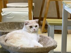 -藏猫猫咖啡主题馆(中央大道店)