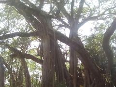 -瑞丽独树成林风景区