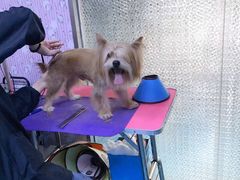 -A猫a狗全科·犬猫异宠·芥西宠物医院(南开总院)