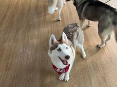 -Husky Go! 哈士奇体验馆·宠物咖啡厅狗咖