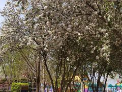 -石家庄市植物园