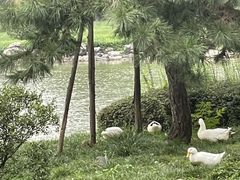 -木塔寺遗址生态公园