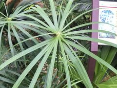 -华南国家植物园-售票处