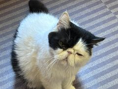 -MOCHA明星猫咖(田子坊店)