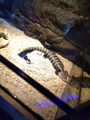 -未来动物城动物主题公园(大悦城店)