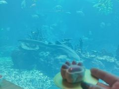 -海棠湾洲际-涛·海底餐厅·美人鱼·自助餐·海底隧道
