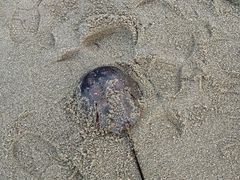 -巴拉湾海滩
