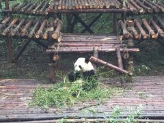 -成都大熊猫繁育研究基地