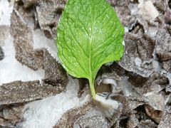 -东来顺(非遗·清真火锅·盛世广场店)