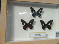 -北国商城