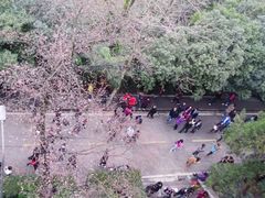 -武汉大学-樱园