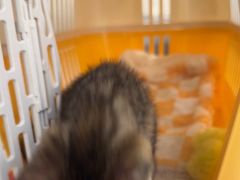-伟伟宠物医院·CT影像中心·瑞派犬猫综合性门诊(汉口总院)