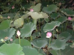 -羊亭河湿地公园