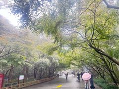 -灵顺寺
