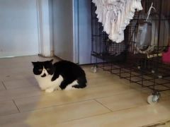 -平行世界·猫咖(首经贸店)
