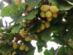 -南汇老顾农家乐采摘大团水蜜桃采摘店