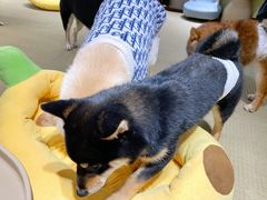 -逗柴咖啡屋·狗咖猫咖宠物桌游