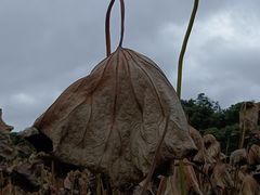 -慕咖啡(宽窄巷子店)