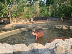 -清迈夜间动物园