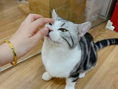 -COLOR PETS 撸猫馆·购猫·猫咖(长风大悦城店)