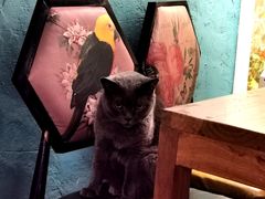 -猫小院猫主题咖啡厅(北锣店)