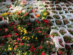 -金科花卉市场