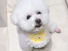 -八公叔叔宠物美容连锁(春申店)