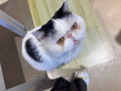 -藏猫猫咖啡主题馆(中央大道店)