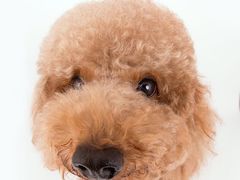 -超宠爱宠物摄影-Super pet