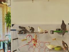 -吉丁鸟咖·异宠·寄养