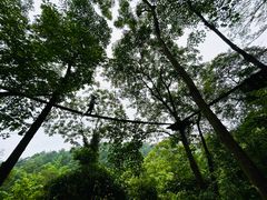 -芦仙山景区-飞越丛林探险乐园