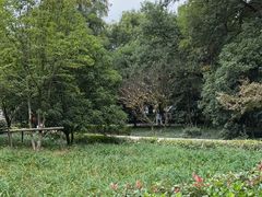 -上海佘山国家森林公园天马山园