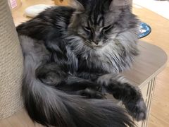 -猫和宫(六道口店)