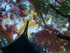 -秋霞圃