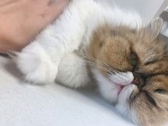 -More Fun猫咖 二十只万元加菲主题