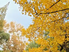 -上海共青森林公园