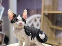 -三花喵·撸猫购宠·宠物生活馆(虹桥南丰城店)