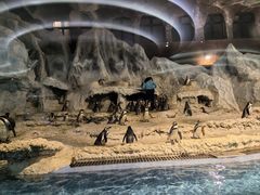 -帝企鹅自助餐厅•儿童岛•真企鹅(长隆企鹅酒店)