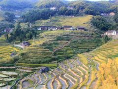 -紫鹊界梯田景区