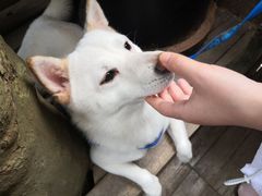 -猫色咖啡·猫咖